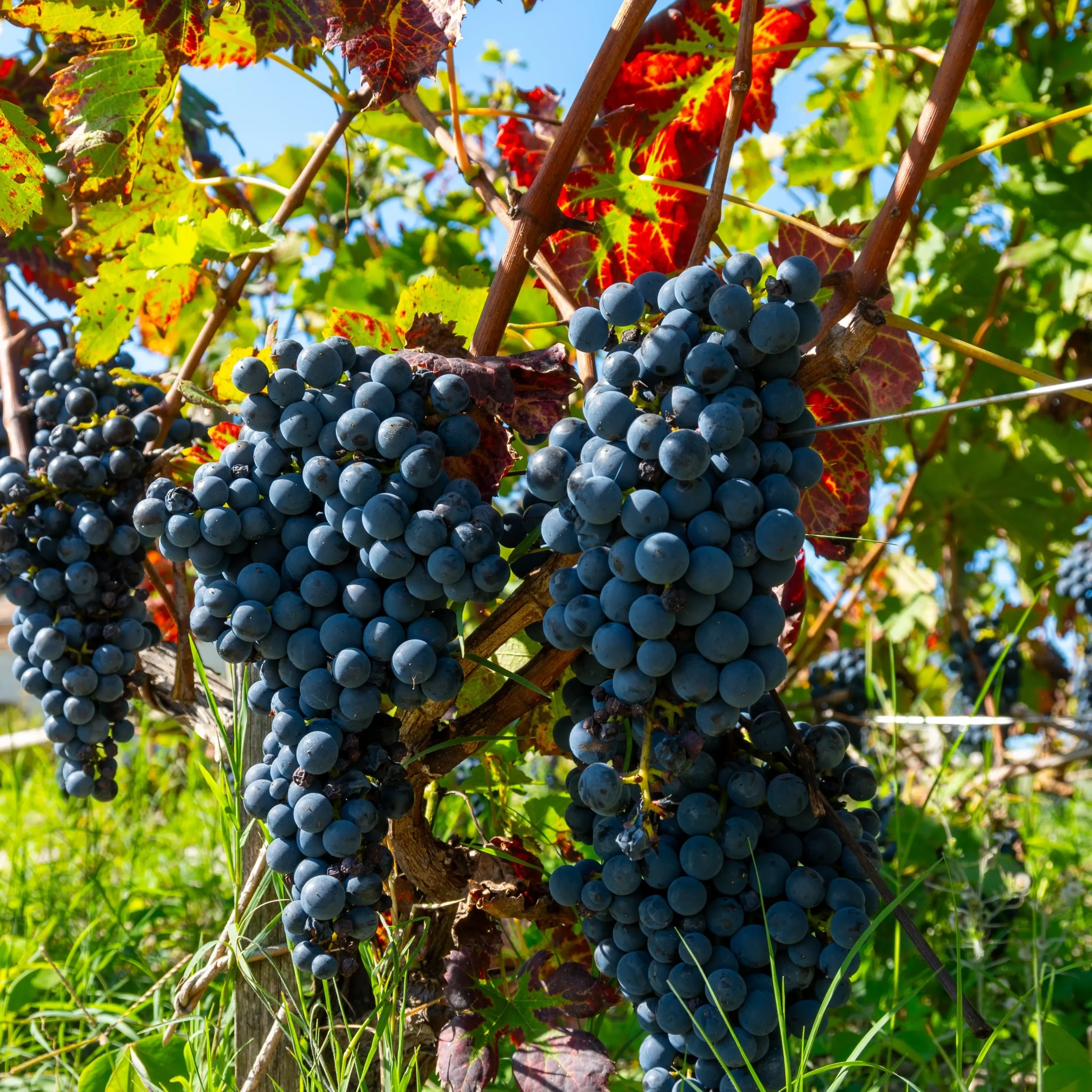 Cabernet Sauvignon