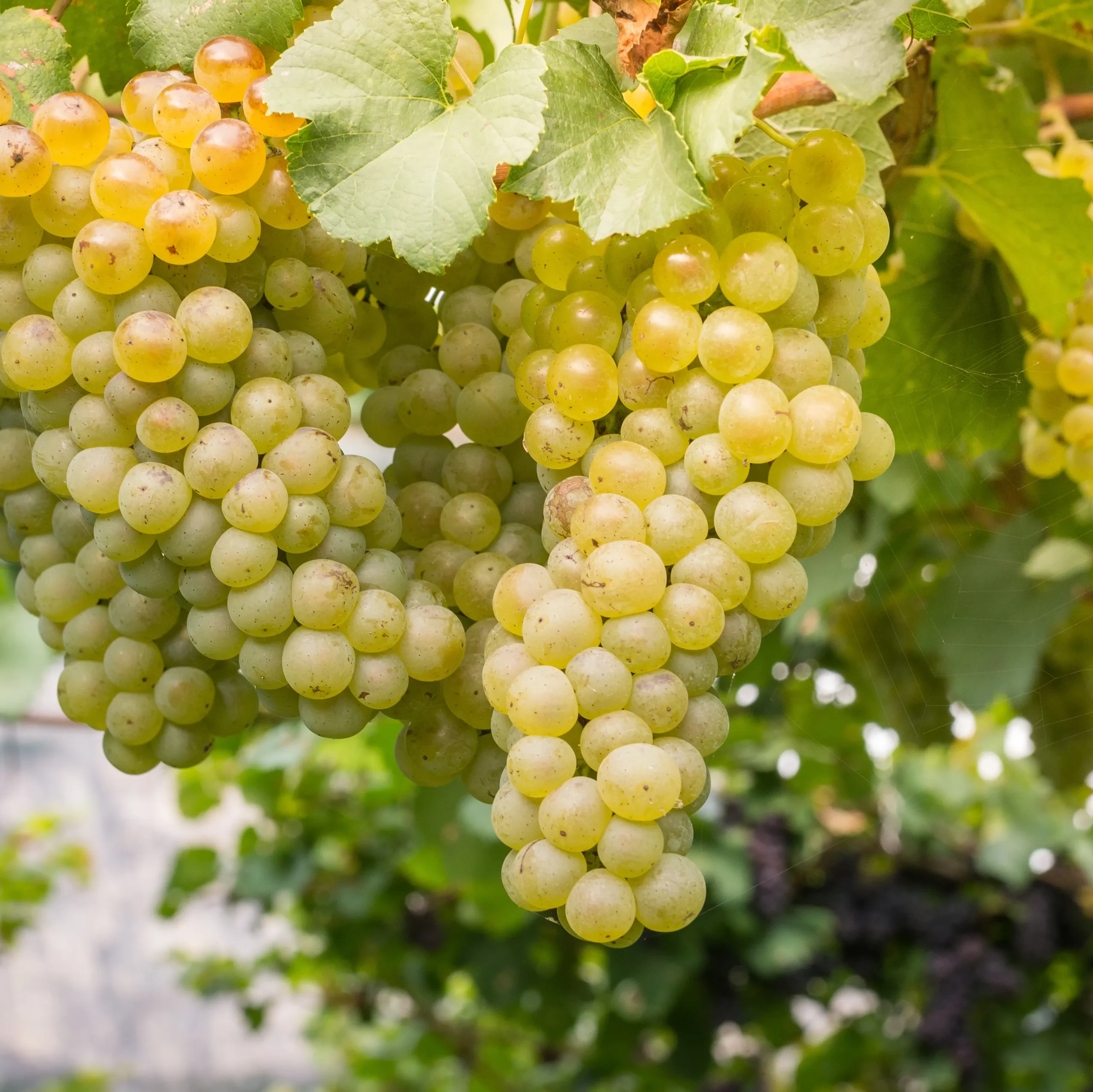 Chardonnay