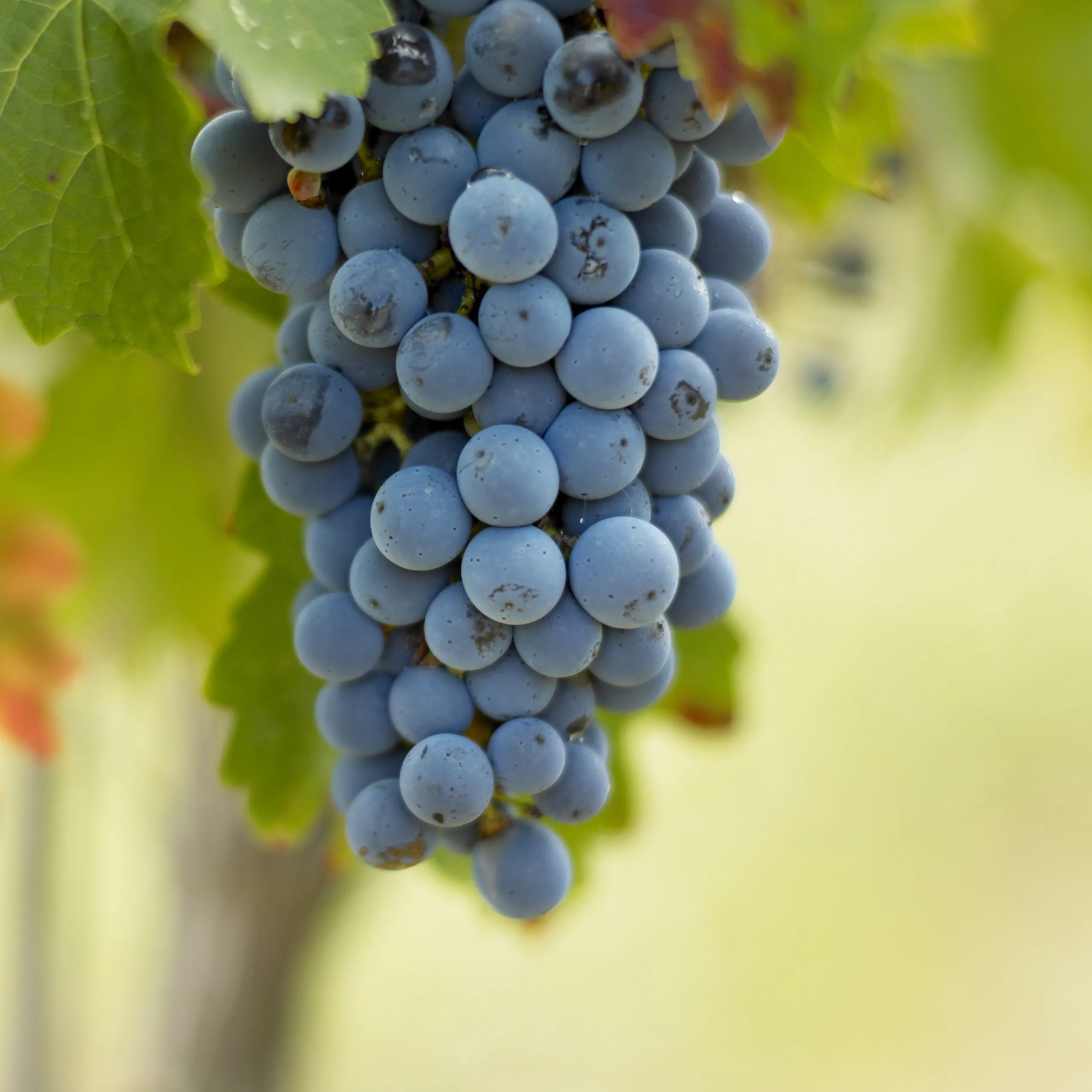 Merlot