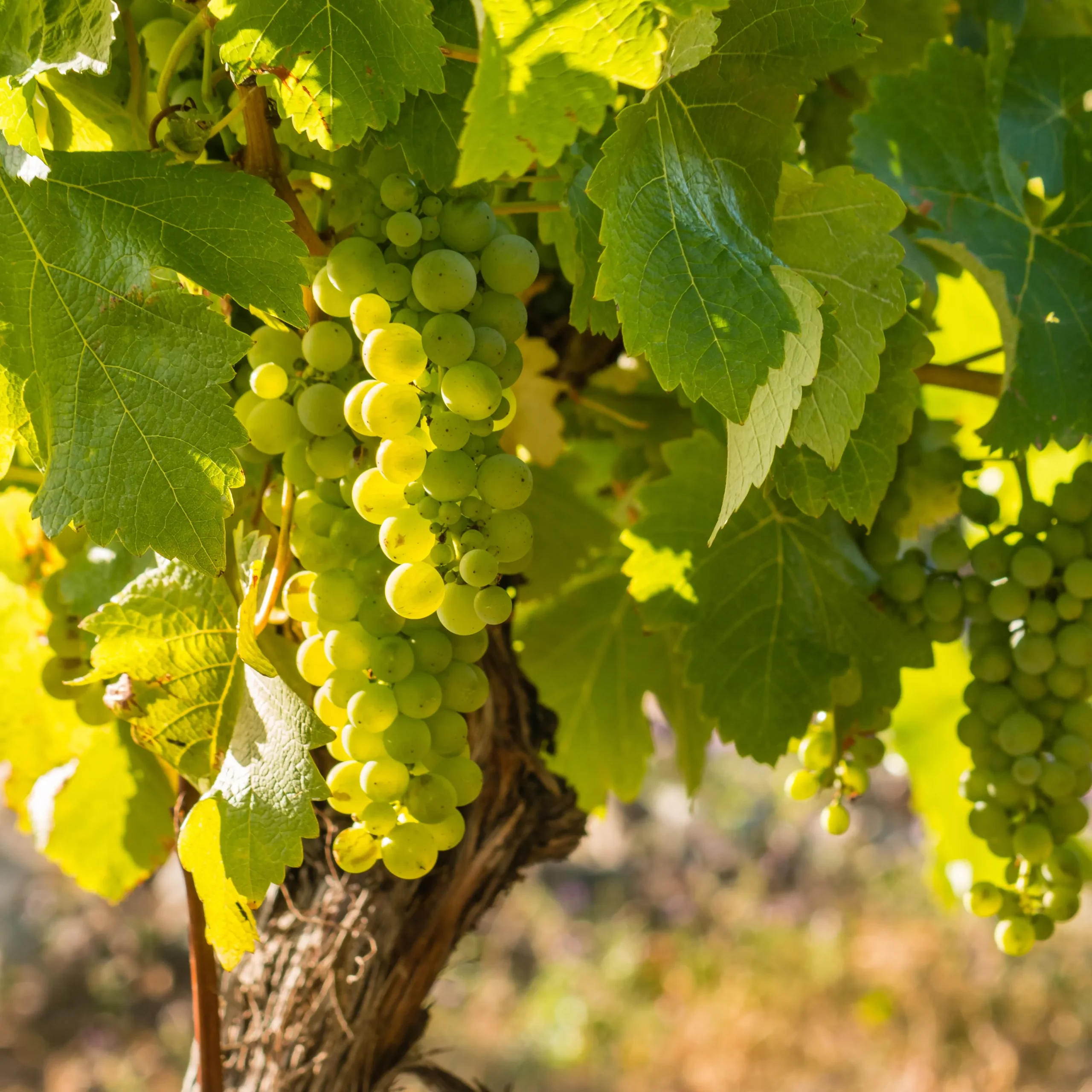 Sauvignon Blanc